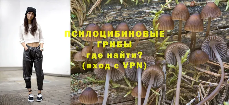 Псилоцибиновые грибы Psilocybe  Болохово 